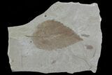 Fossil Hackberry (Celtis) Leaf - Green River Formation #80887-1